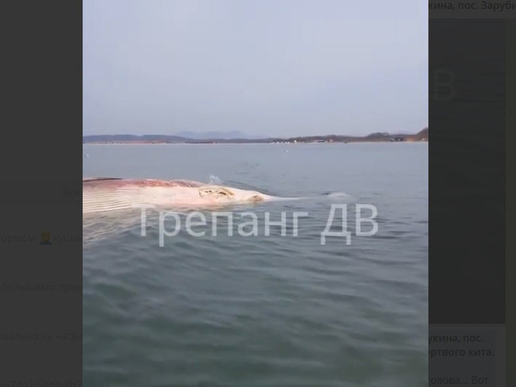 Расчлененную тушу кита обнаружили в бухте Лукина в Приморье