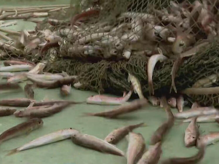 В Сочи зафиксирован рекордный улов барабули