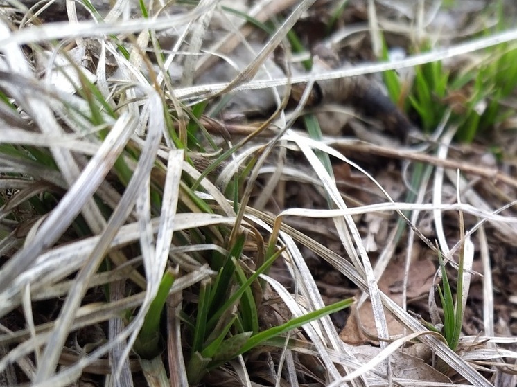 Редкое растение симплокарпус обнаружили на Русском острове во Владивостоке