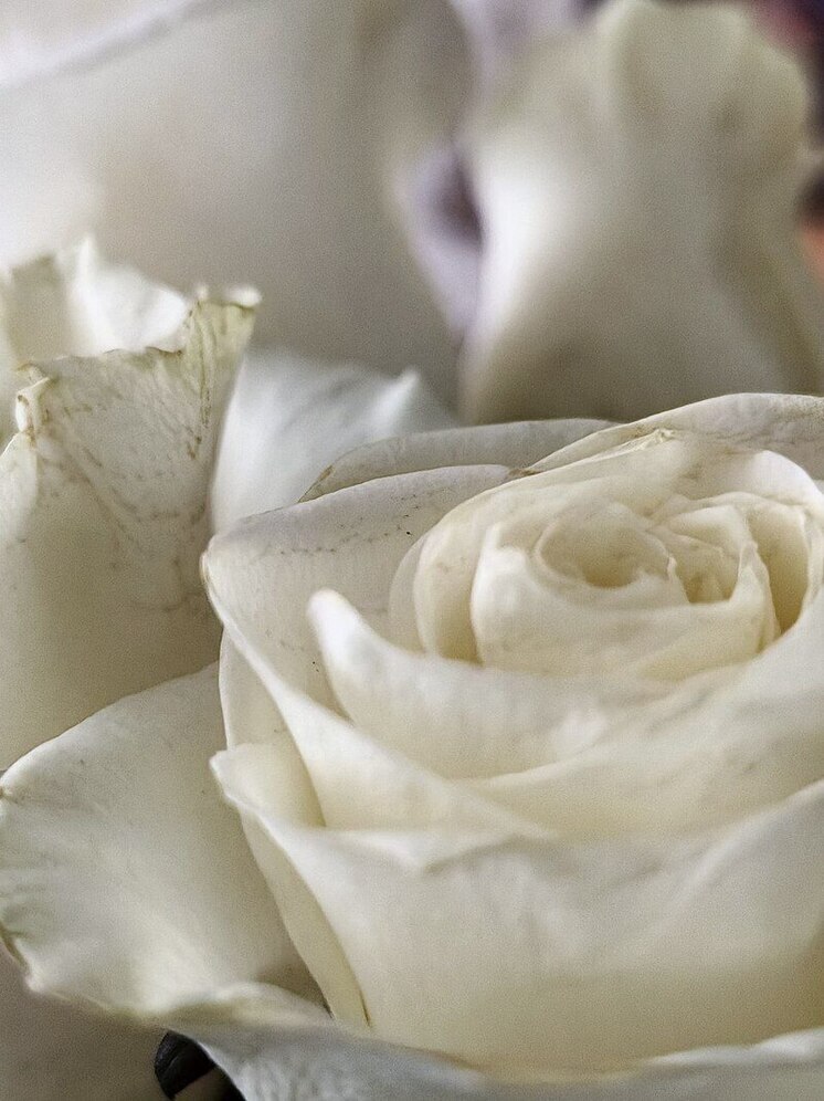 Украли 40 роз и оказались в шаге от тюрьмы жители Благовещенска