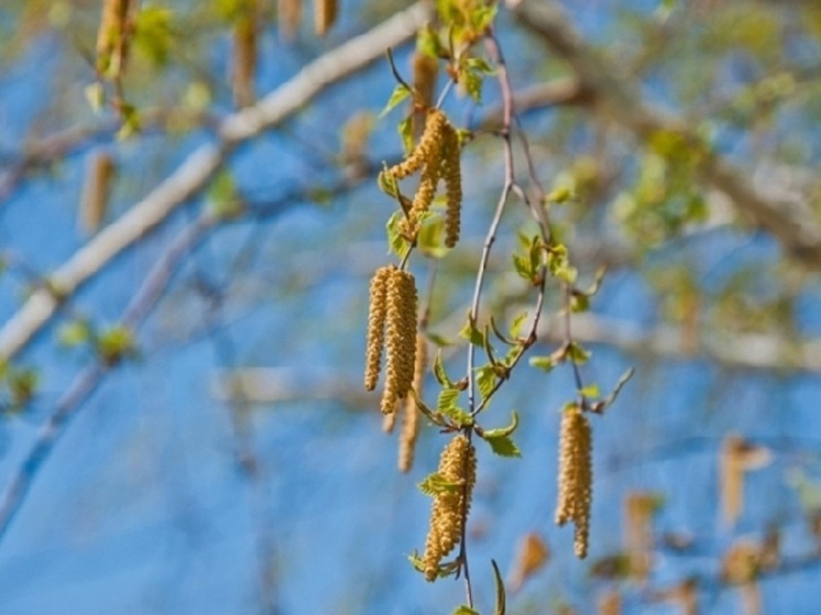 В Волгоградской области 21 апреля ожидается высокая активность пыльцы березы