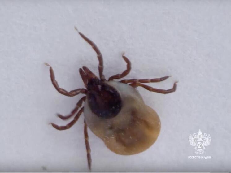 Найдется в каждой аптечке: клещи до смерти боятся запаха этого копеечного средства