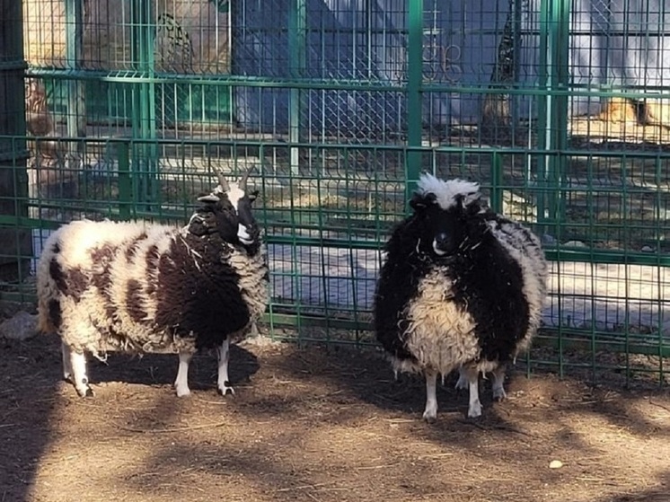 Овцы в костромском зоопарке похудели на 2 кг безо всякой диеты