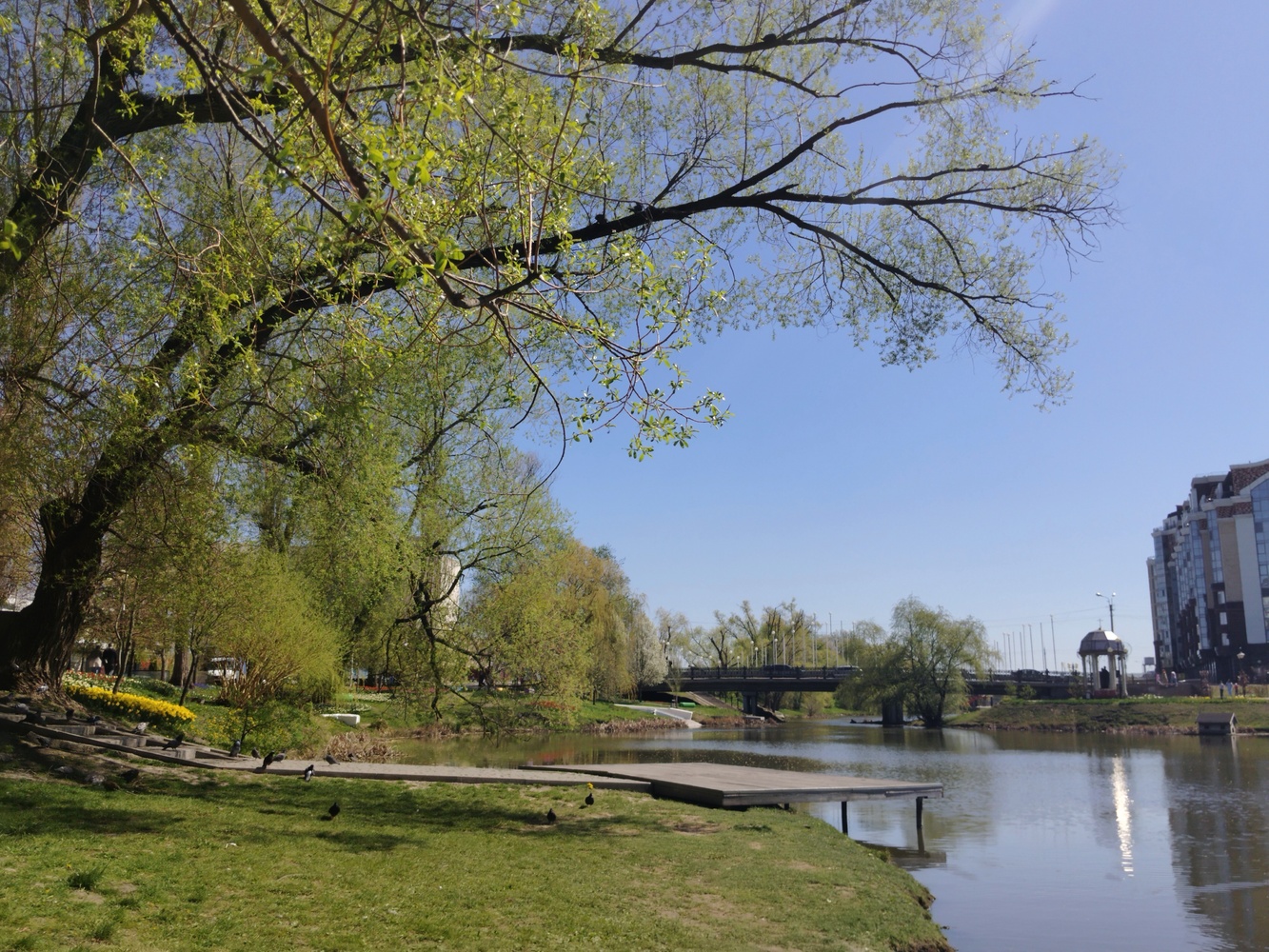 Белгородская весна: кадры цветочных рек на улицах облцентра