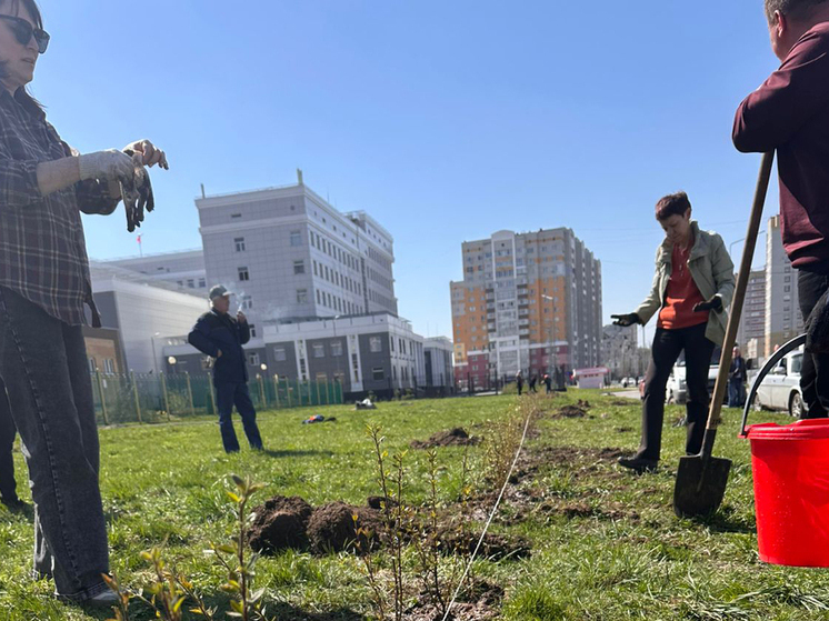 На улице Горбатова в Брянске высадили 300 кустов кизильника