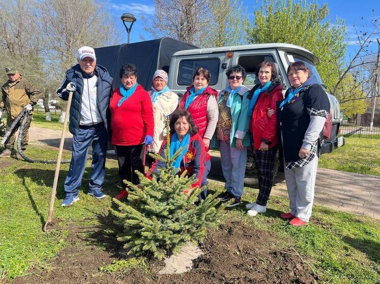 В Новоселицком  округе высадили 60 молодых елей