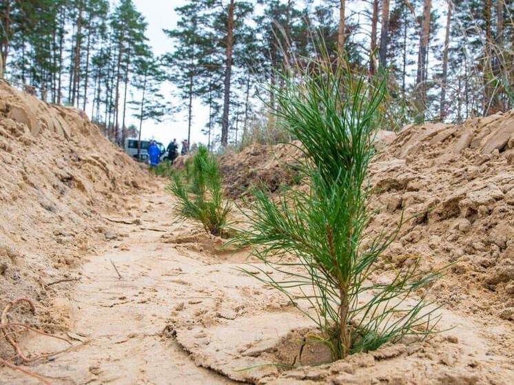 В Тюменской области стартует масштабное лесовосстановление