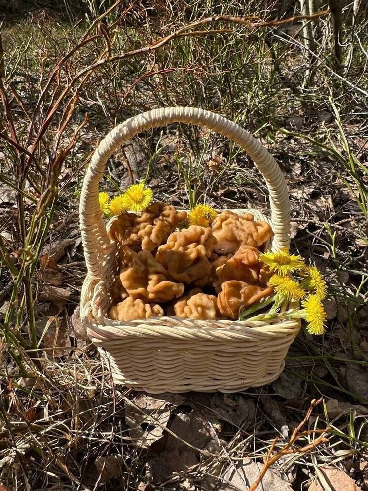 Ивановцы в апреле открыли грибной сезон