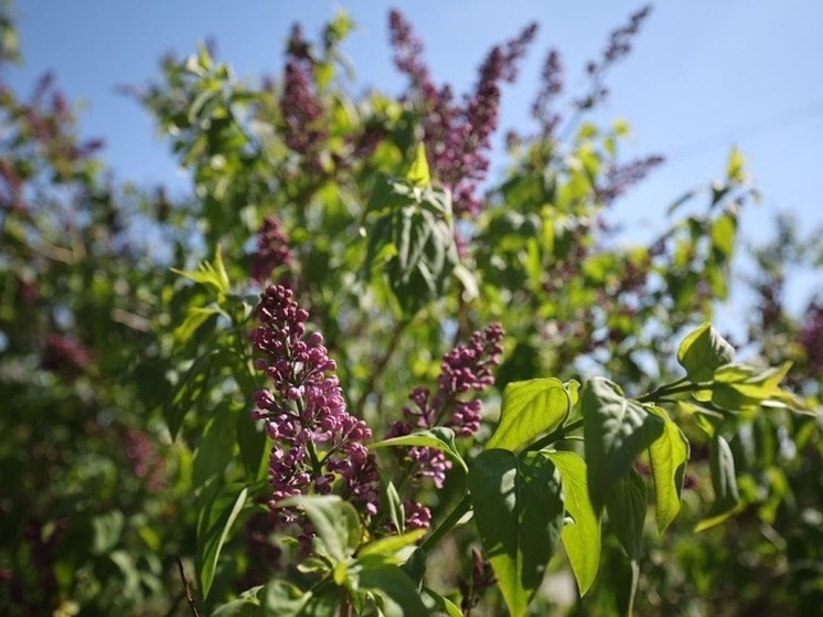 Во вторник волгоградцев ожидает усиление ветра и до +27 ℃