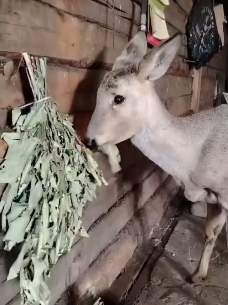 Спас беременную косулю и выходил после нападения бродячих собак амурский охотовед