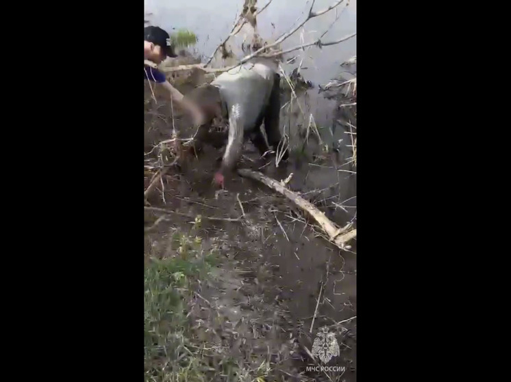 В Башкирии утонула женщина, а мужчина едва не погиб на воде