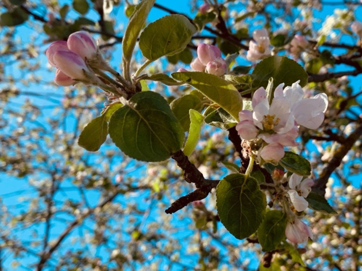 Калужанам рассказали, что делать 22 апреля