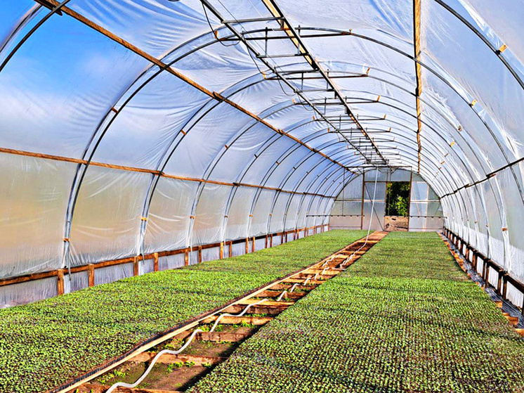 Грант «Агростартап» помогает чебоксарцам развивать овощной бизнес