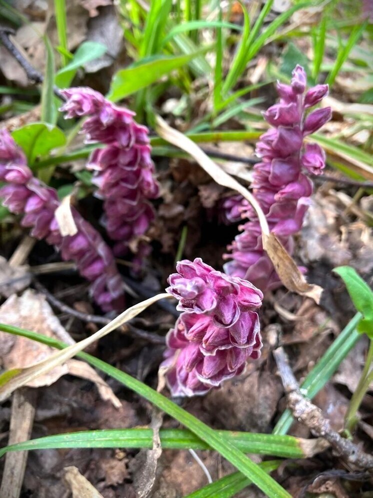 В калужском заповеднике зацвело удивительное растение