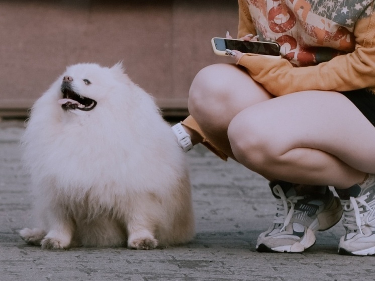 В Верхнекетском районе собака покусала 10-летнюю девочку. Прокуратура требует компенсации