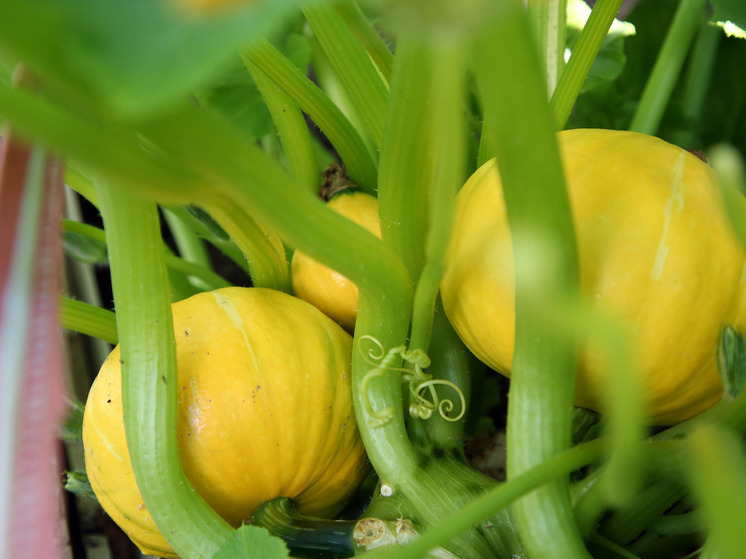 Мастер феншуй рассказала, как высаживать растения для привлечения изобилия