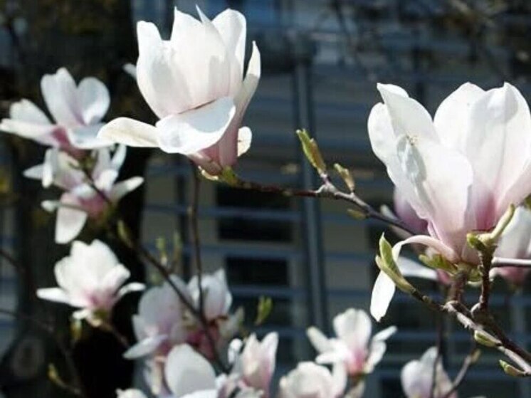В исторической части Кисловодска зацвела магнолия