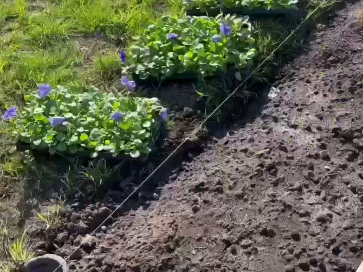 В Калуге высадят 250 000 цветов