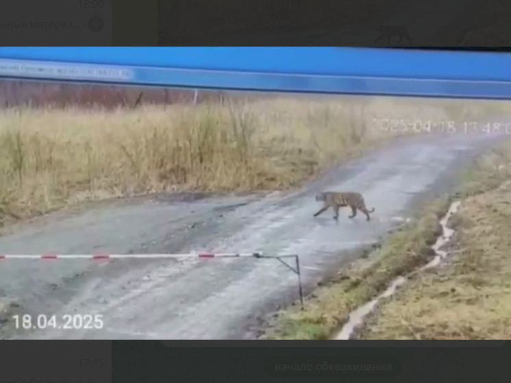 Амурский тигр появился у свинокомплекса в Приморье: хищника сняли камеры наблюдения