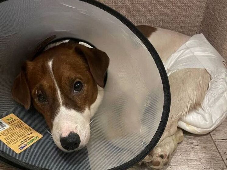 В Люберцах ищут живодеров, надругавшихся над домашней собакой