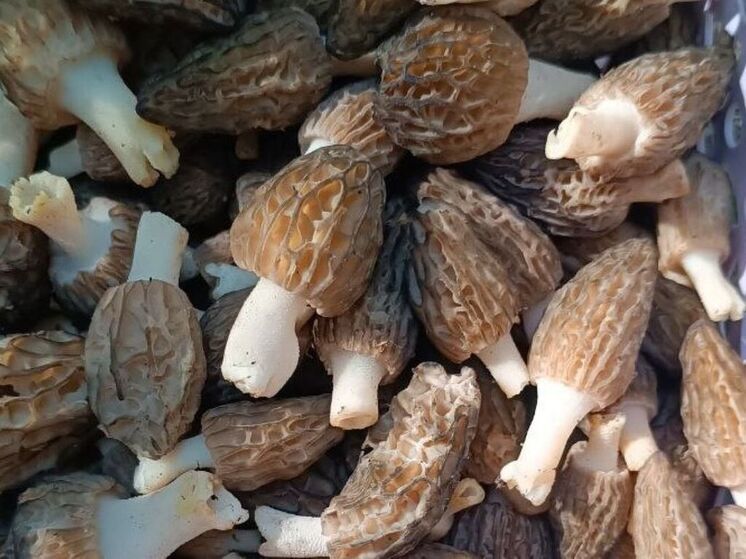 Грибной сезон полным ходом идет в Подмосковье