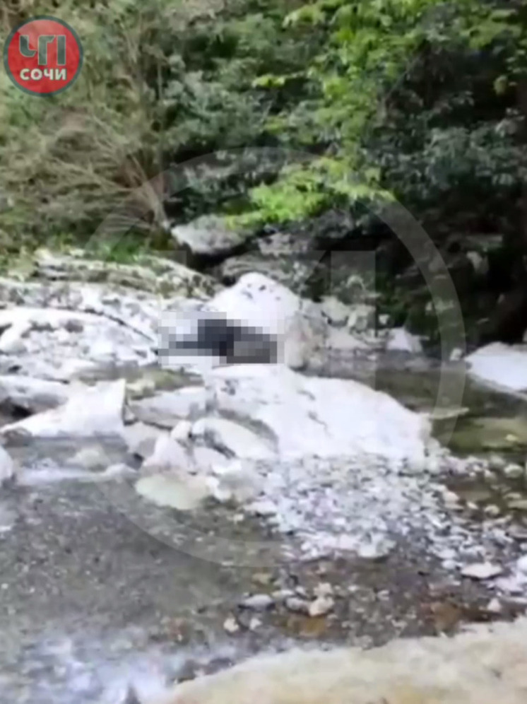 В сочинской реке Псако нашли опасные останки коровы