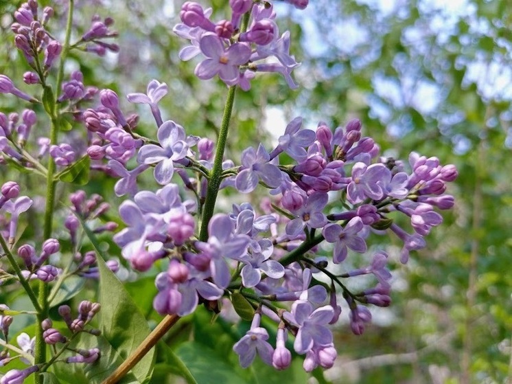 В Астраханской области 23 апреля пройдут дожди и грозы