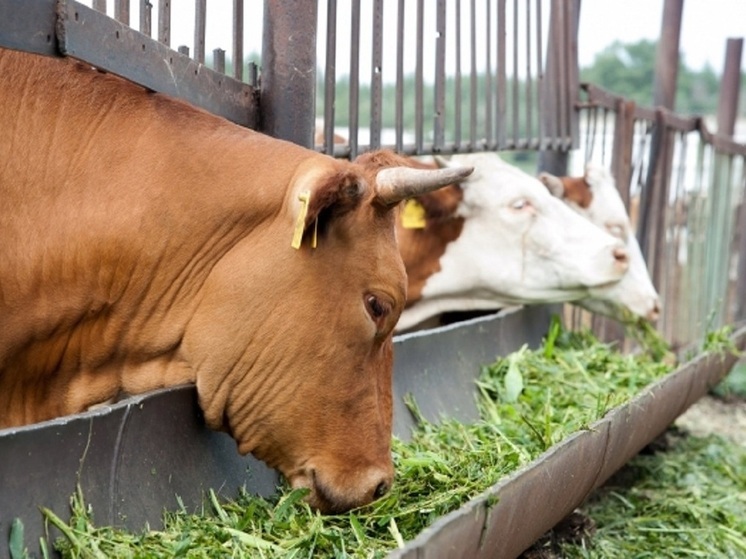В Волгограде на Сарпинском зафиксировали вспышку бруцеллеза у животных