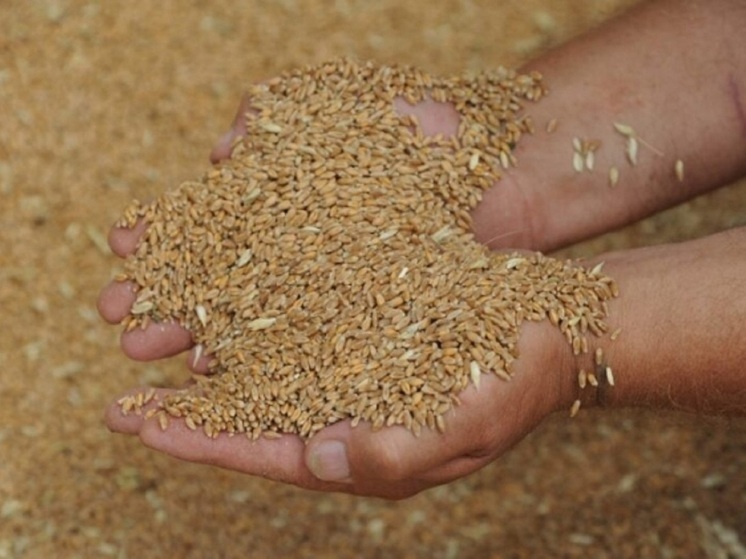В Волгоградской области нашли немаркированные семена ячменя