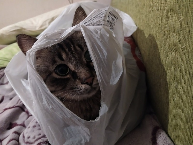 Во Владивостоке 26 апреля пройдет бесплатная выставка-раздача кошек и собак