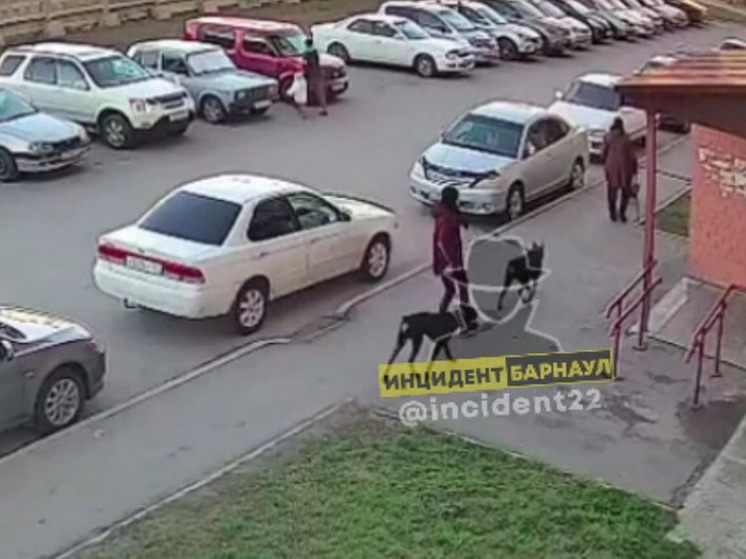 В Новоалтайске два добермана напали на пенсионера с маленькой собачкой