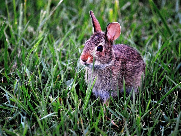 Калужский Горыныч оказался девочкой