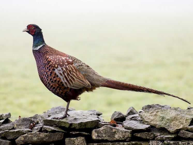 Брачные игры фазанов удалось заснять жителю Амурской области на своем участке: видео