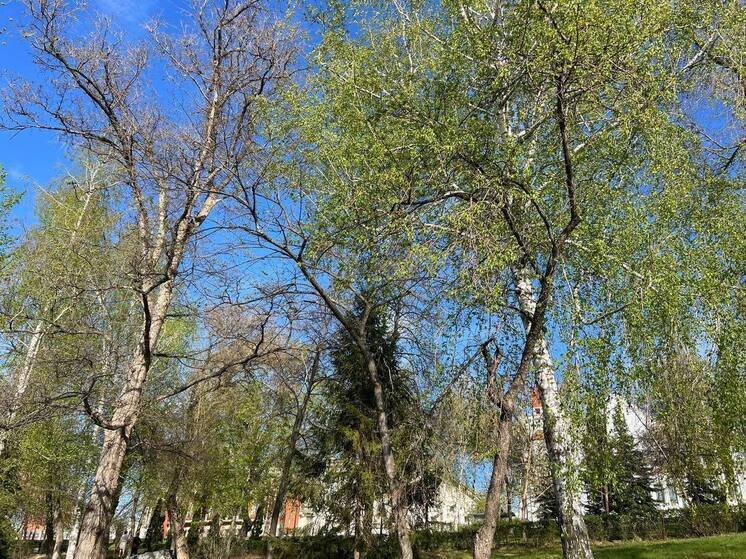 Более 400 самарцев покусали клещи с начала эпидемического сезона