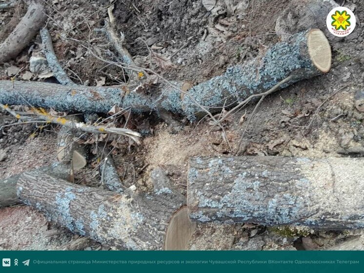 В Чувашии зафиксированы факты уничтожения деревьев и порчи почвы