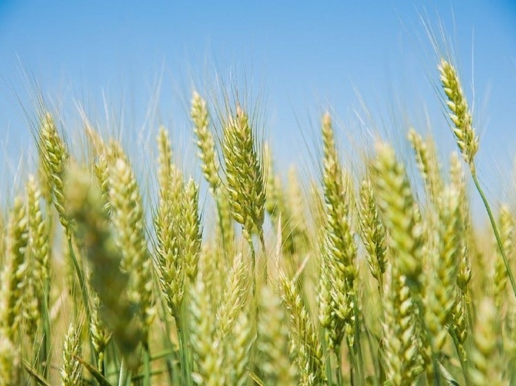 Более 200 тысяч га засеяли яровыми культурами волгоградские аграрии