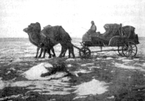 Верблюд в степи — наше все