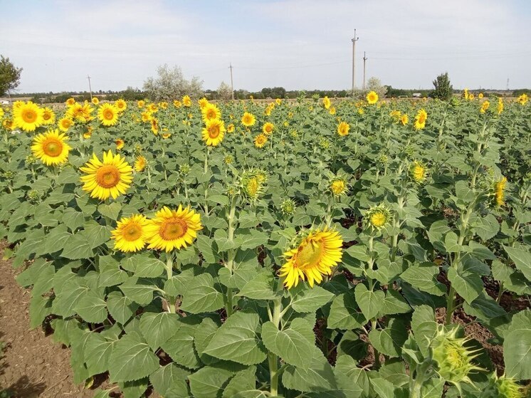 Аграрии ДНР обеспечены семенами под сев пропашных культур