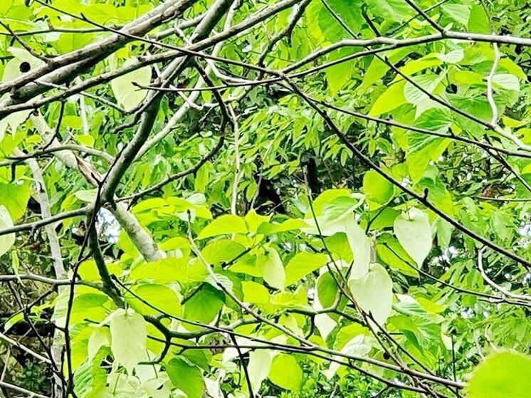 Редкое платочковое дерево зацветает в Сочи