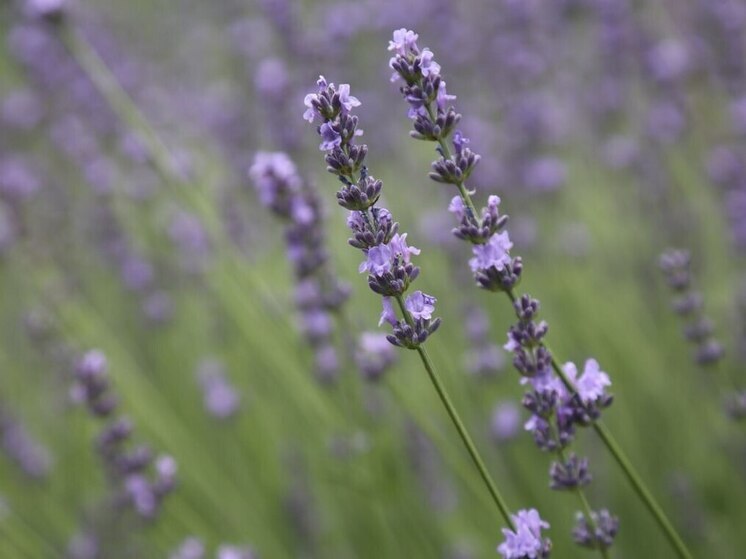 Сочи и Санкт-Петербург: Тренды фитнес-туризма в 2025 году