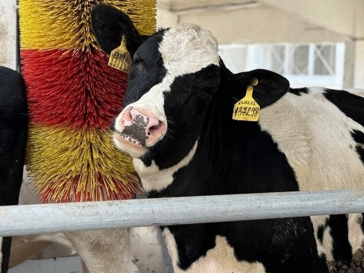 Модернизированный комплекс племзавода «Заря» открылся в Жуковском районе