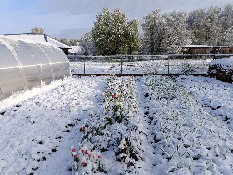 Судный день для рассады: синоптики предупредили дачников о фатальных заморозках