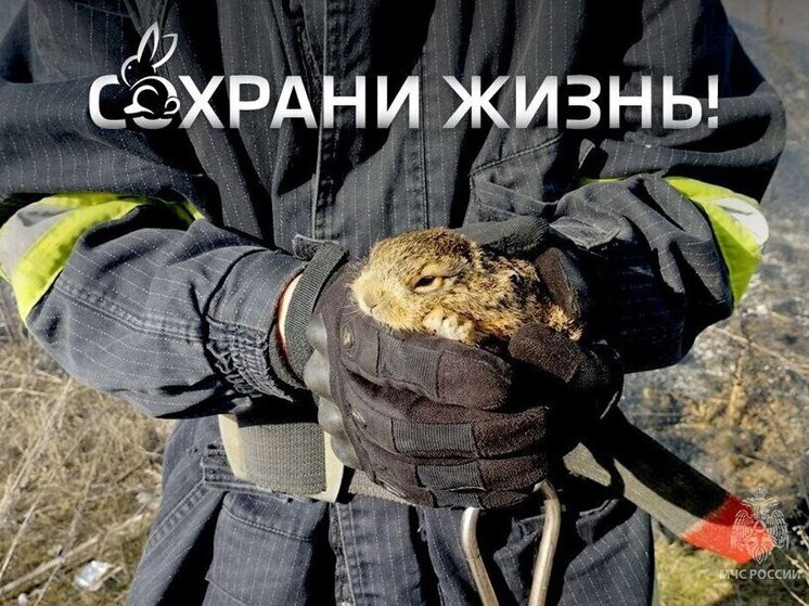 Жителей ДНР призывают не сжигать сухую траву