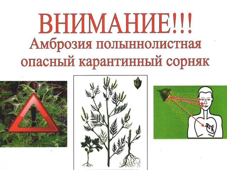 В Сочи началась борьба с амброзией полыннолистной