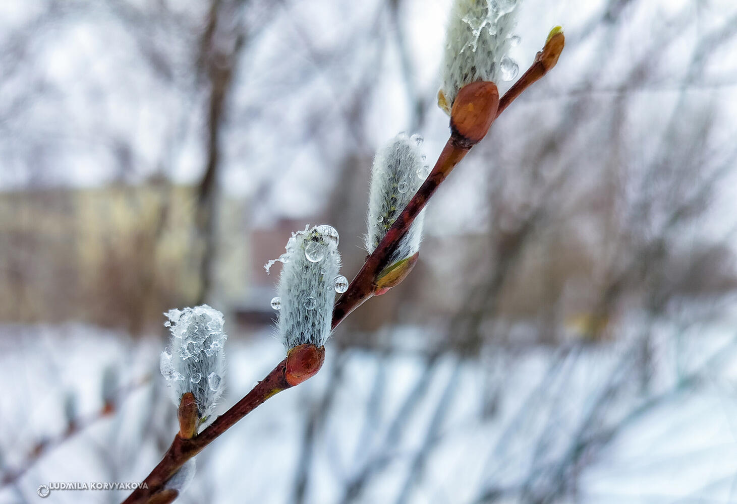 В Петрозаводске выпал апрельский снег