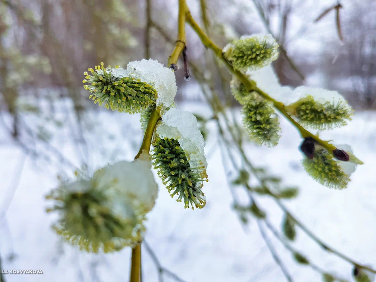 Люблю метель в начале мая - Петрозаводск накрыл интенсивный снегопад