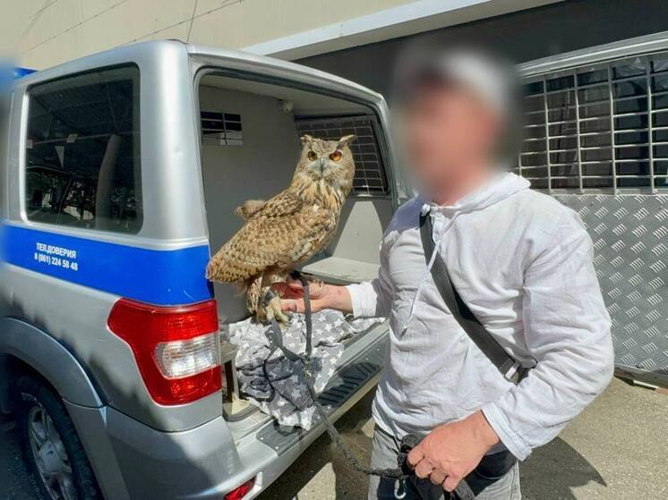 В Адлере пресекли незаконный бизнес с хищными птицами