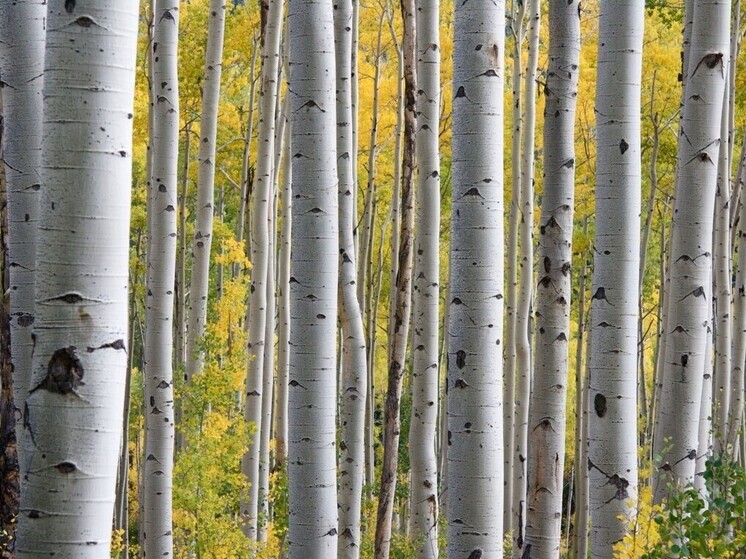 Калужане жалуются на цветущую берёзу