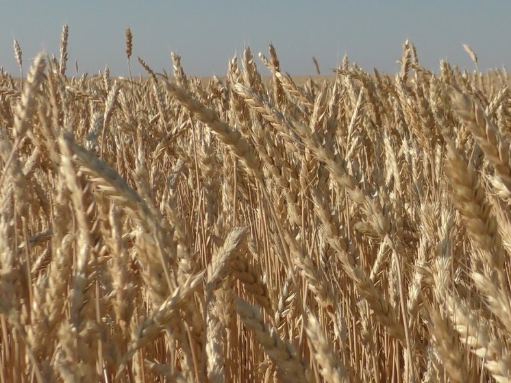 Волгоградский фермер завысил при декларировании объем пшеницы до 600 тонн