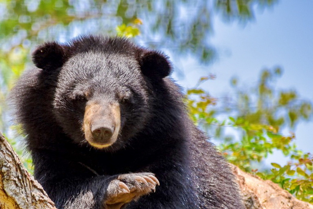 Гималайский медведь. Фото: ru.wikipedia.org